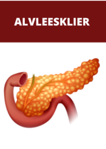Alvleesklier