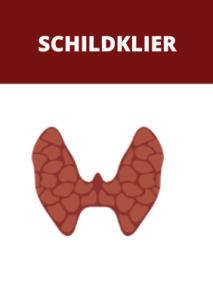 Schildklier